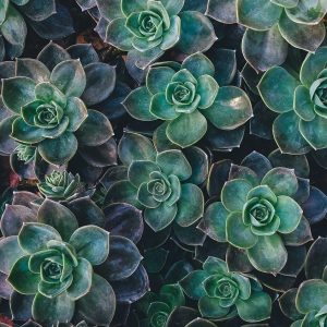 succulent-1031033_1280